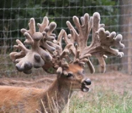 No need to register, buy now!. . Largest whitetail deer in captivity